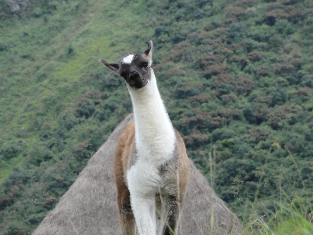 Machu Picchu - Cuzco, Peru