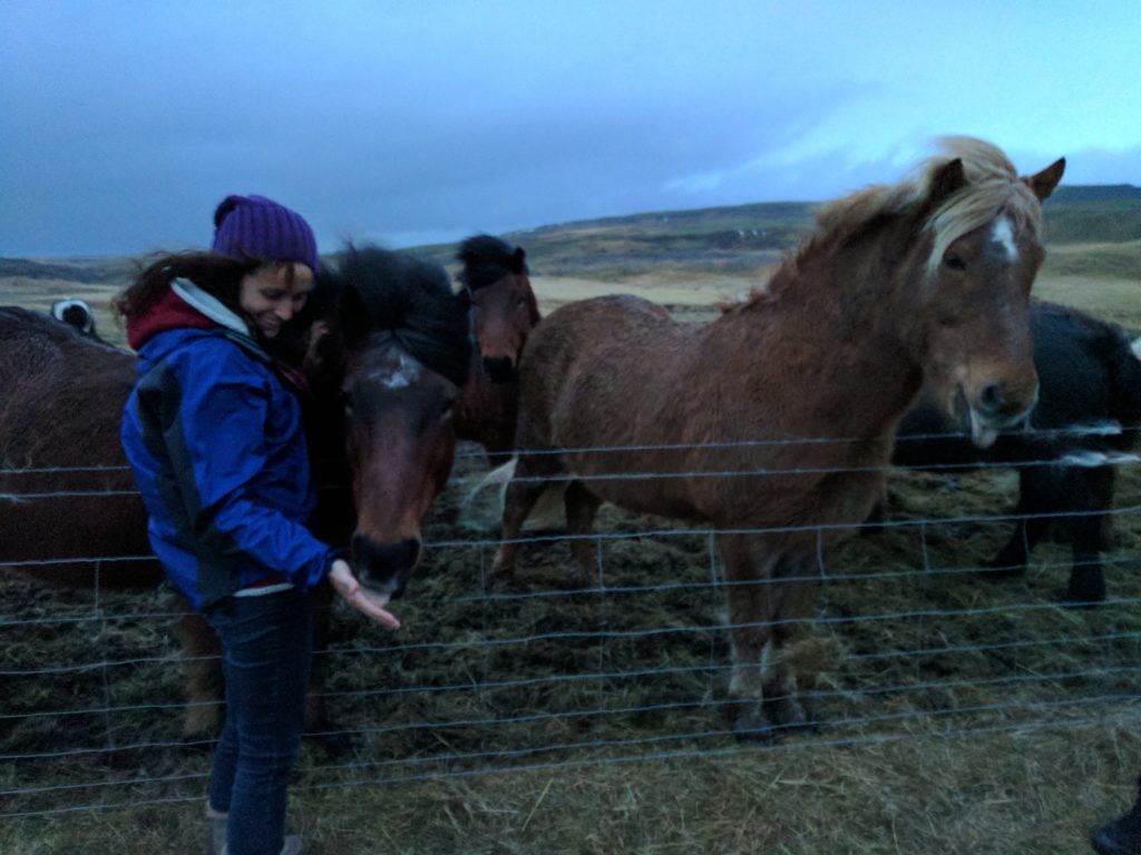 Icelandic Horses - Adventurousfigs