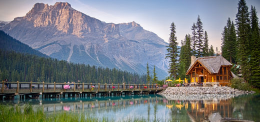 Yoho - Adventurous Figs