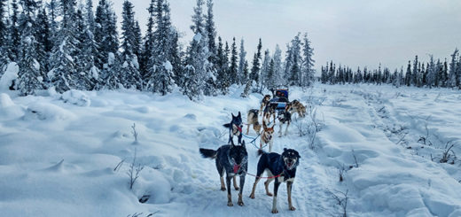 Alaska - Adventurous Figs