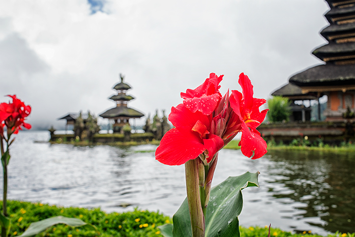 Bali - Adventurous Figs