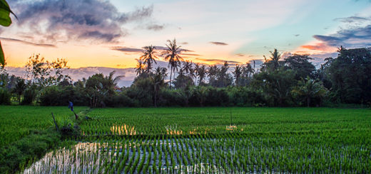 Bali - Adventurous Figs