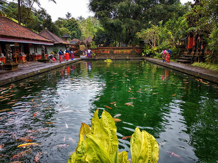 Bali - Adventurous Figs