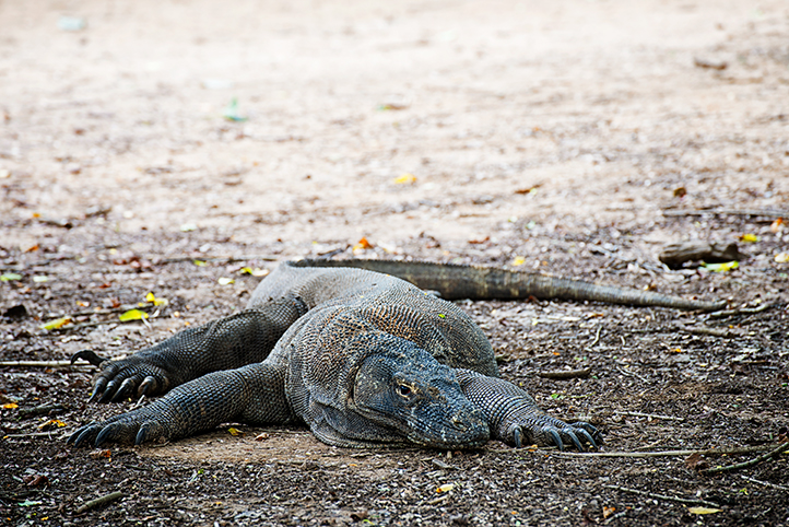 Komodo Island - Adventurous Figs