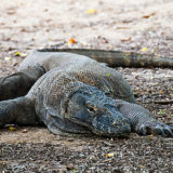Komodo Island - Adventurous Figs