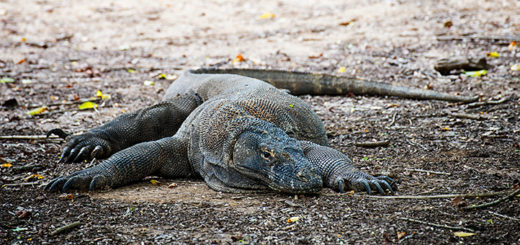 Komodo Island - Adventurous Figs