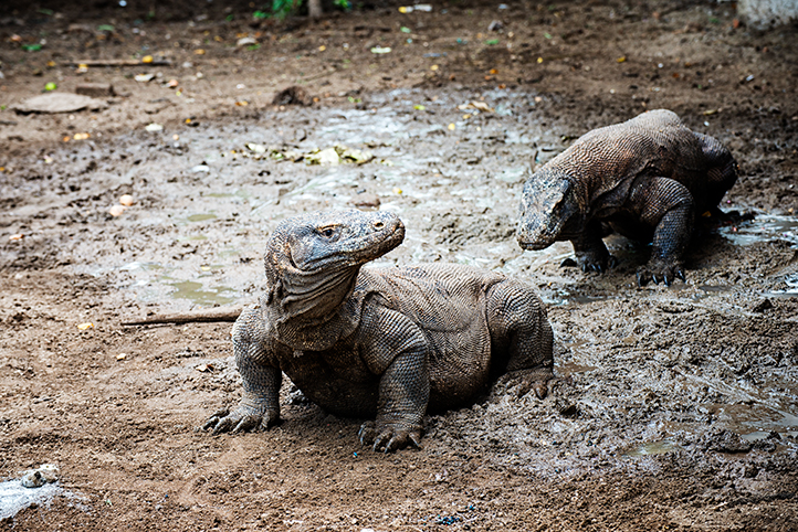 Komodo Island - Adventurous Figs