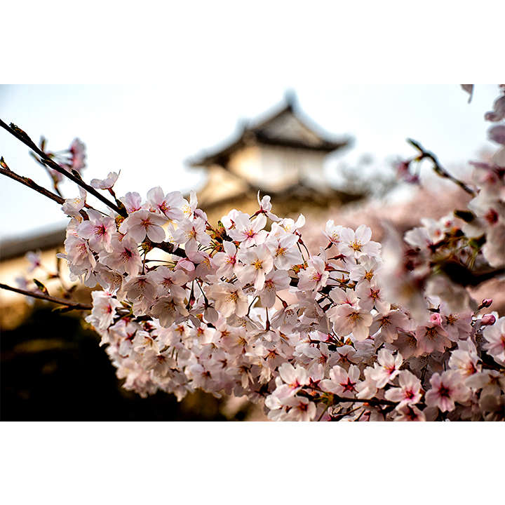 Japan Blossom